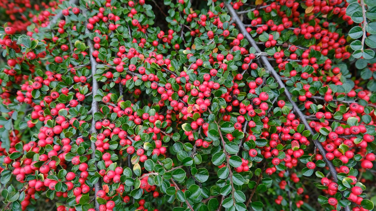 Wallpaper cotoneaster, plant, berries, leaves, red