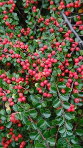 Preview wallpaper cotoneaster, plant, berries, leaves, red