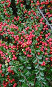 Preview wallpaper cotoneaster, plant, berries, leaves, red