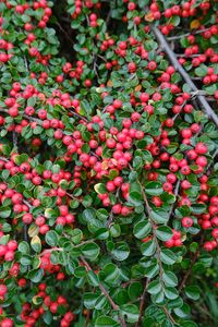 Preview wallpaper cotoneaster, plant, berries, leaves, red