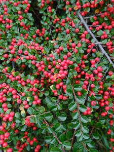 Preview wallpaper cotoneaster, plant, berries, leaves, red