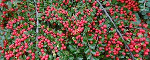 Preview wallpaper cotoneaster, plant, berries, leaves, red