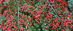 Preview wallpaper cotoneaster, plant, berries, leaves, red