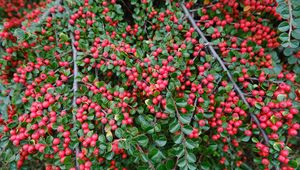 Preview wallpaper cotoneaster, plant, berries, leaves, red