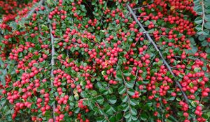 Preview wallpaper cotoneaster, plant, berries, leaves, red