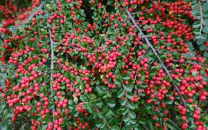 Preview wallpaper cotoneaster, plant, berries, leaves, red