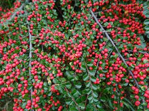 Preview wallpaper cotoneaster, plant, berries, leaves, red