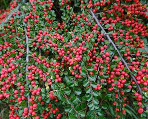 Preview wallpaper cotoneaster, plant, berries, leaves, red