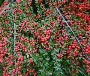 Preview wallpaper cotoneaster, plant, berries, leaves, red