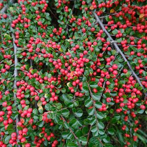 Preview wallpaper cotoneaster, plant, berries, leaves, red