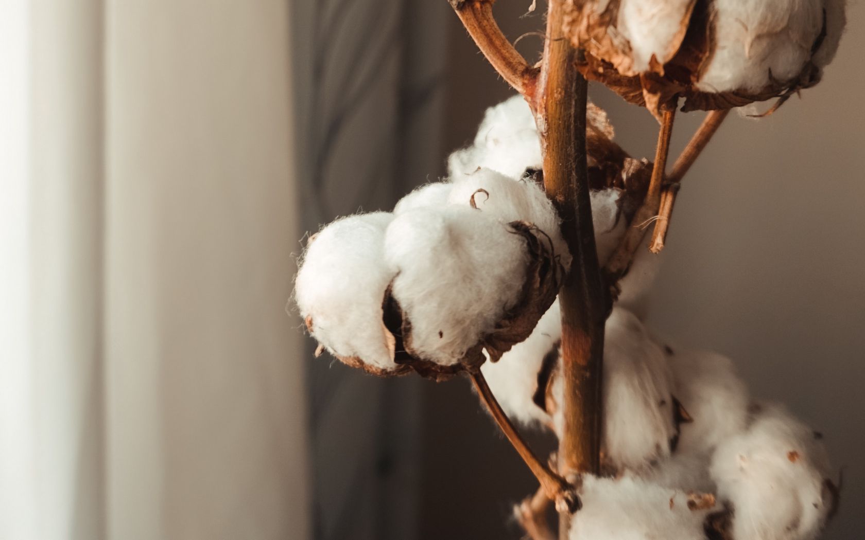 Cotton Branch