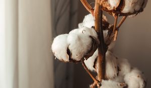 Preview wallpaper cotton, branches, dry, white