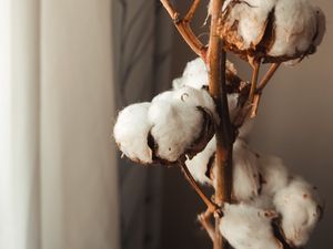 Preview wallpaper cotton, branches, dry, white