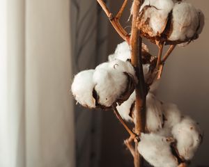 Preview wallpaper cotton, branches, dry, white