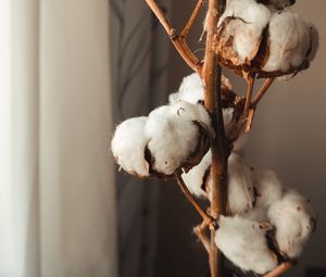 Preview wallpaper cotton, branches, dry, white