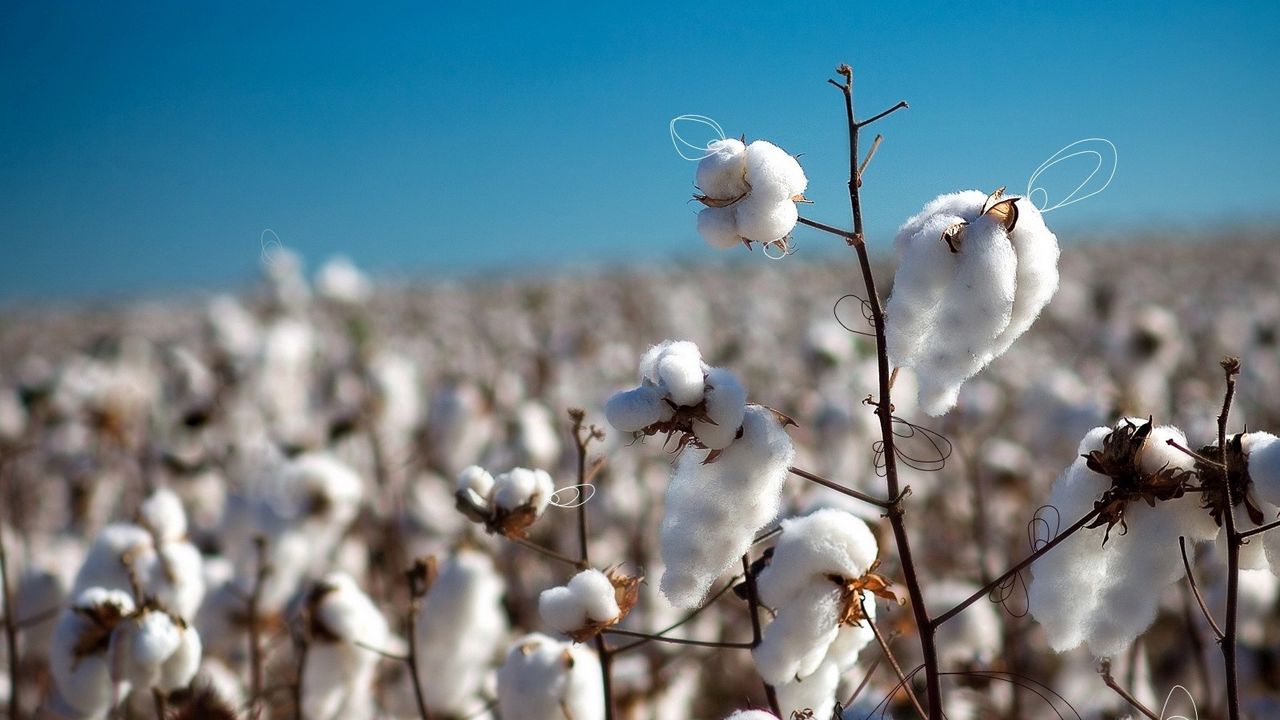 Wallpaper cotton, field, plant, white, blue, sky