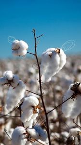 Preview wallpaper cotton, field, plant, white, blue, sky