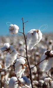 Preview wallpaper cotton, field, plant, white, blue, sky