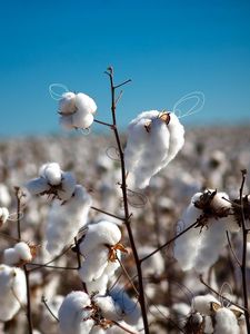 Preview wallpaper cotton, field, plant, white, blue, sky