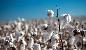 Preview wallpaper cotton, field, plant, white, blue, sky