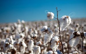 Preview wallpaper cotton, field, plant, white, blue, sky