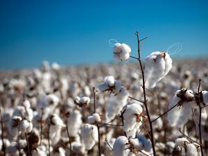 Preview wallpaper cotton, field, plant, white, blue, sky