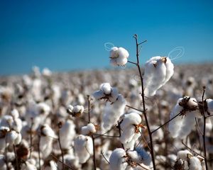 Preview wallpaper cotton, field, plant, white, blue, sky