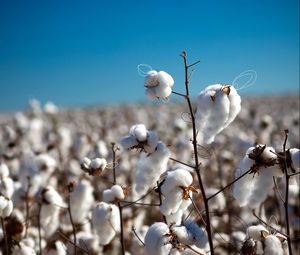 Preview wallpaper cotton, field, plant, white, blue, sky