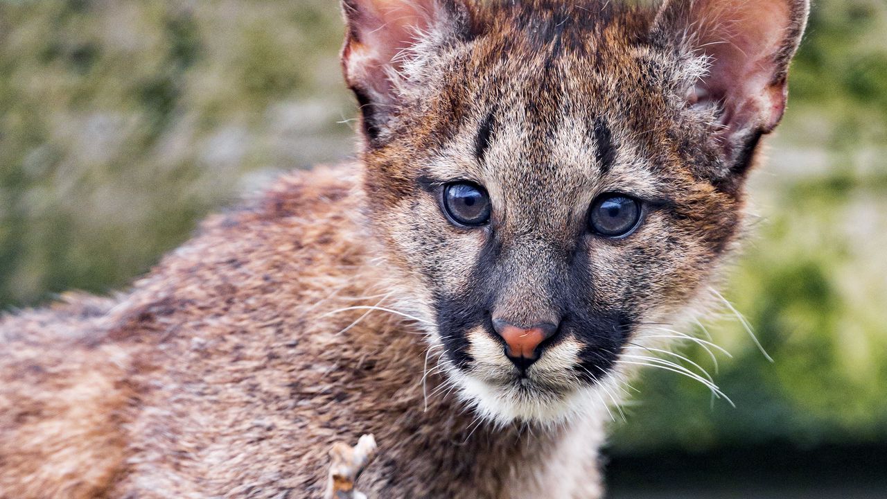 Wallpaper cougar, cub, cute, look