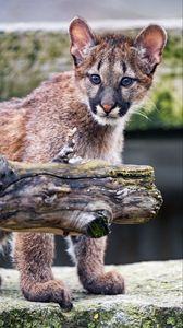 Preview wallpaper cougar, cub, cute, look