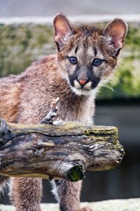 Preview wallpaper cougar, cub, cute, look