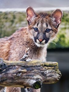 Preview wallpaper cougar, cub, cute, look