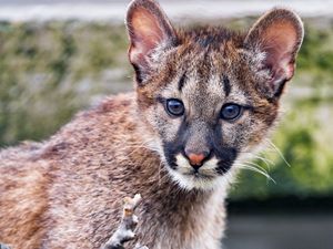 Preview wallpaper cougar, cub, cute, look