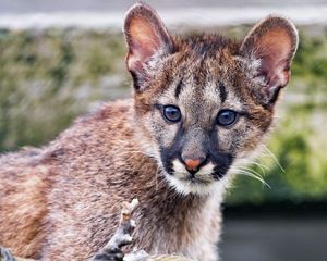 Preview wallpaper cougar, cub, cute, look