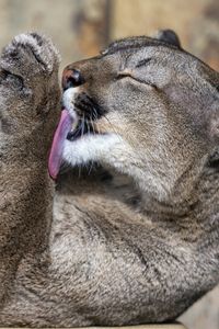 Preview wallpaper cougar, down, licking their lips