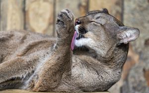 Preview wallpaper cougar, down, licking their lips