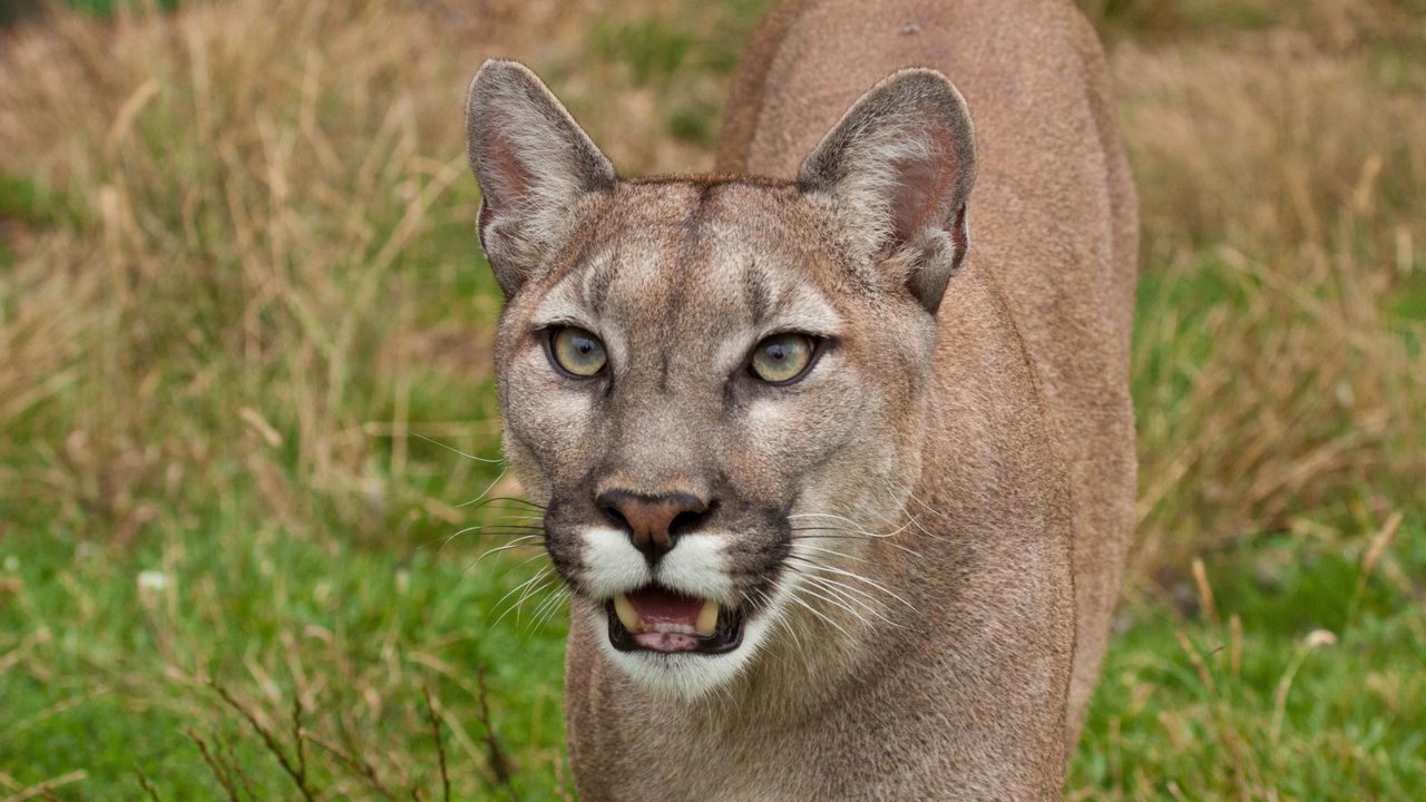 Wallpaper cougar, face, teeth