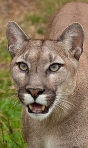 Preview wallpaper cougar, face, teeth