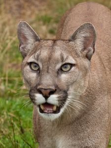 Preview wallpaper cougar, face, teeth