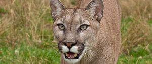 Preview wallpaper cougar, face, teeth