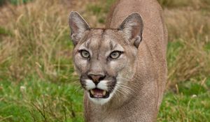 Preview wallpaper cougar, face, teeth