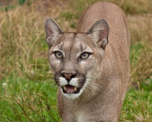 Preview wallpaper cougar, face, teeth