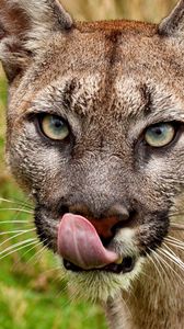 Preview wallpaper cougar, face, tongue, close-up