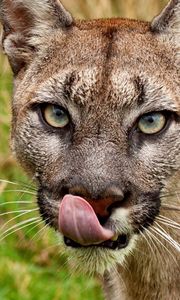 Preview wallpaper cougar, face, tongue, close-up