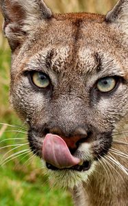 Preview wallpaper cougar, face, tongue, close-up