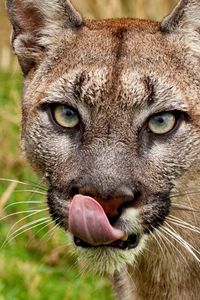 Preview wallpaper cougar, face, tongue, close-up