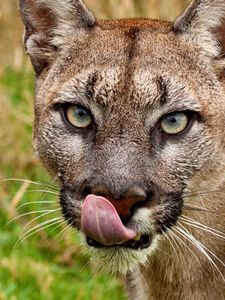 Preview wallpaper cougar, face, tongue, close-up