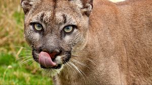 Preview wallpaper cougar, face, tongue, close-up