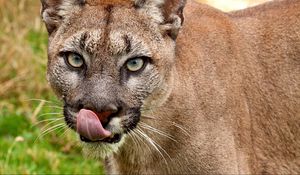 Preview wallpaper cougar, face, tongue, close-up