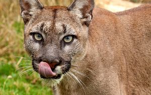 Preview wallpaper cougar, face, tongue, close-up